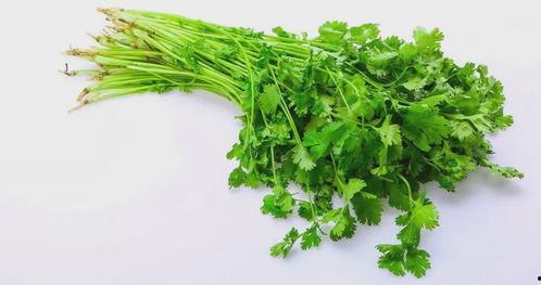 网红吃瓜香菜,网友直呼“太香了”！